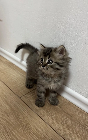 kitten suchen neues zuhause