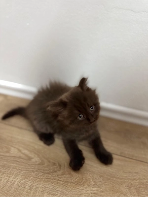 Kitten suchen ein neues zuhause
