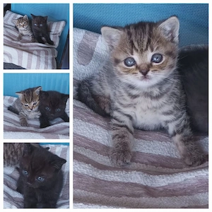 Katzenbabys Kitten 