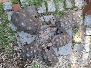 Köhlerschildkröten Gruppe