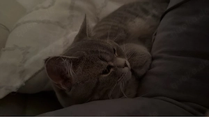BKH katze 