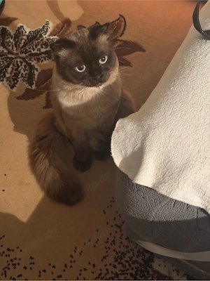 Anzeigentiel : Süßer Kater MEX, 1 Jahr alt, sucht ein neues Zuhause Bild 2