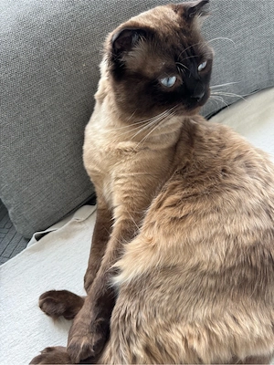 Anzeigentiel : Süßer Kater MEX, 1 Jahr alt, sucht ein neues Zuhause Bild 5
