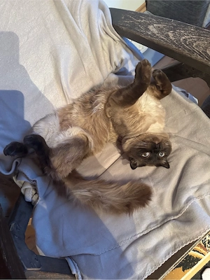 Anzeigentitel: Süßer Kater MEX, 1 Jahr alt, sucht ein neues Zuhause