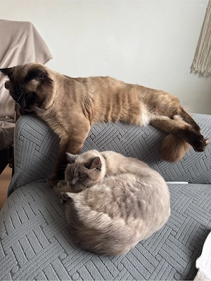 Anzeigentiel : Süßer Kater MEX, 1 Jahr alt, sucht ein neues Zuhause Bild 4