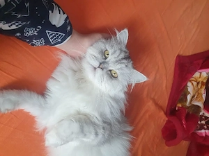 Katze haus