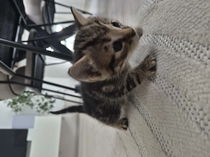 Kitten abzugeben