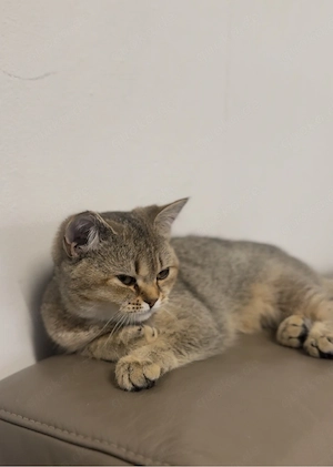 bkh katze 