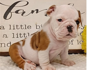 Englische Bulldoggenwelpen Bild 3