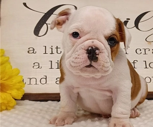 Englische Bulldoggenwelpen