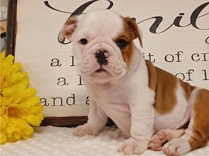 Englische Bulldoggenwelpen Bild 2