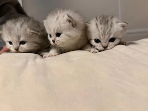 BKH Babykatzen 