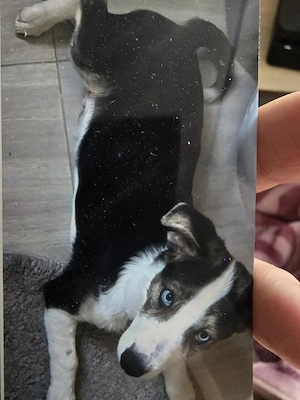 dieser zwerg sucht im august ein zuhause