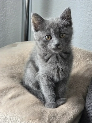 Katzenbabys Kätzchen 