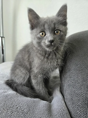 Katzenbabys Kätzchen 