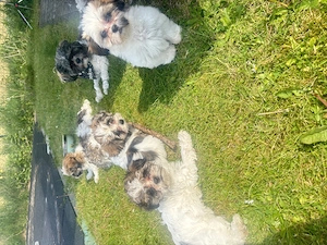 Drei süße Shih Tzu Malteser Welpen suchen noch ein liebevolles Zuhause.
