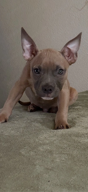 American Pocket Bully Rüde 10 wochrn alt 