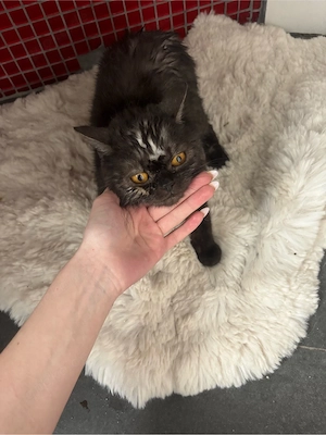 Britisch Kurzhaar Katze (BKH)   ca. 1 Jahr alt   sucht liebevolles Zuhause
