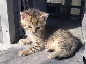 Liebevoller stubenreiner Kitten   bereit für ein neues Zuhause!