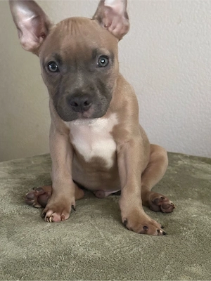 American Pocket Bully Rüde 10 wochen alt 