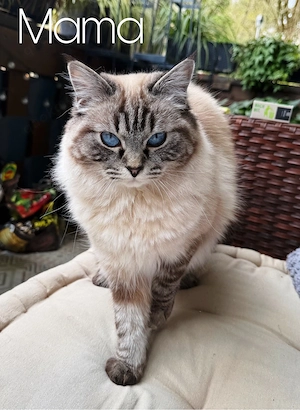 heilige Birma x Ragdoll Kitten - noch 1 Kater frei! Bild 6