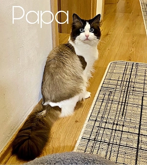 heilige Birma x Ragdoll Kitten - noch 1 Kater frei! Bild 5