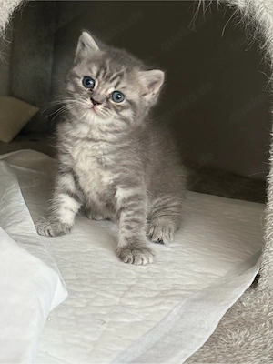 BKH Kitten 