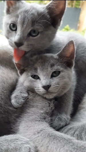 Russisch Blau Kitten