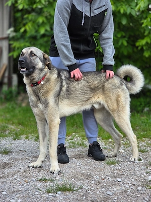 Kangal Mix Rüde 3J 65cm Seele von Hund BUNDESWEIT ausreisebereit