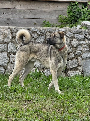 Kangal Mix Rüde 3J 65cm Seele von Hund BUNDESWEIT ausreisebereit