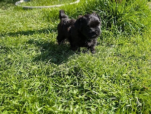 Süsse kleine Welpen