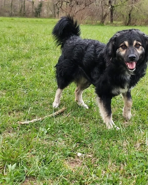 Kleine Hütehund Mix Hündin 3j43cm15kg KINDERLIEB bundesweit ausreisebereit 