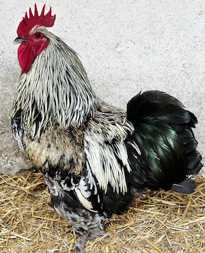 Hahn (Mischling)