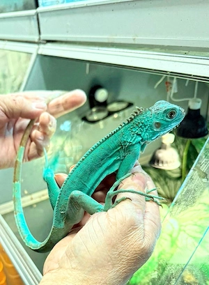 Grüner Leguan Iguana Iguana Blaue Zuchtform Bild 2