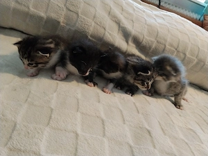 Kitten, Kätzchen, Katzenbabys