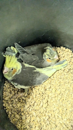 Junge Zahme Nymphensittiche Babys 