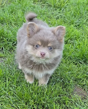 Süße Chihuahua Pomeranian Welpen 