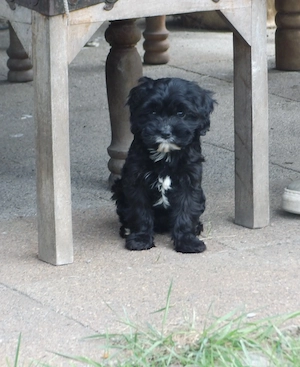 Traumhaft schöne Cavapoo Welpen 
