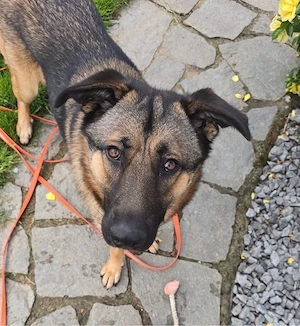 Loki sucht sein Traumzuhause