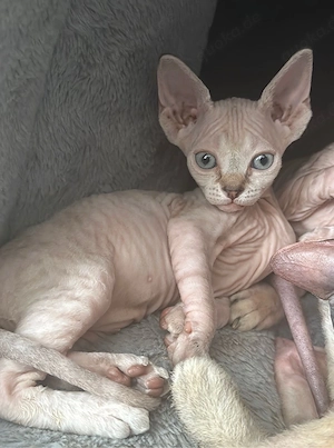 Sphynx-Kätzchen