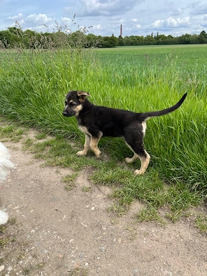 Deutsche Schäferhund Welpen