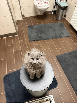 Britisch KH katzenbabbys 