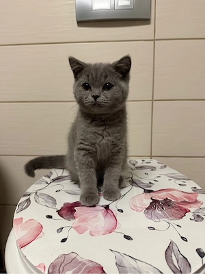 Britisch KH katzenbabbys 