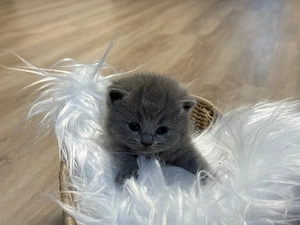 Britisch kurzhaar Kitten BKH Kätzchen 
