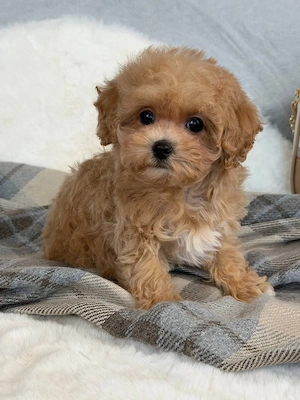Entzückende Maltipoo-Welpen   perfekte Familienbegleiter   