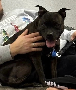 Liebevolle Staffordshire Terrier Hündin sucht neues Zuhause