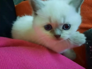 Bkh Kitten 