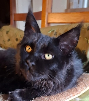 Bildhübsches schwarzes Maine Coon Katerchen 9 Monate jung mit Stammbaum