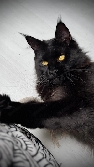 Bildhübsches schwarzes Maine Coon Katerchen 9 Monate jung mit Stammbaum
