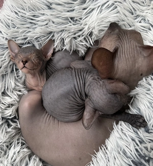 Don Sphynx Kitten 